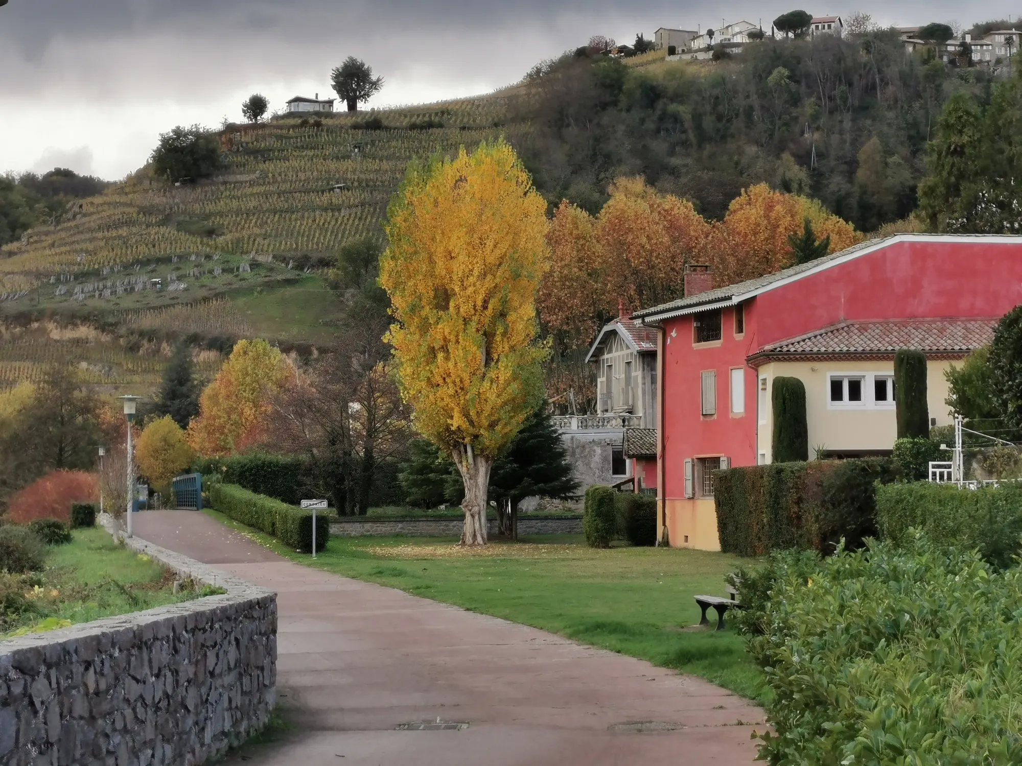 Les vignes en terrasses de Condrieu au-dessus de la ViaRhôna, en automne